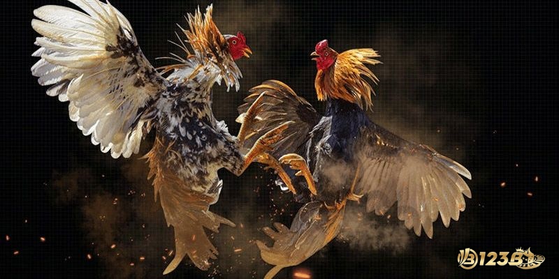Luật chơi đá gà được áp dụng theo quy định chung của các sàn cá cược quốc tế